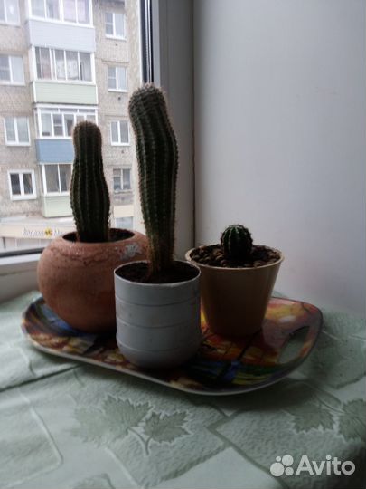 Кактусы эхинопсис