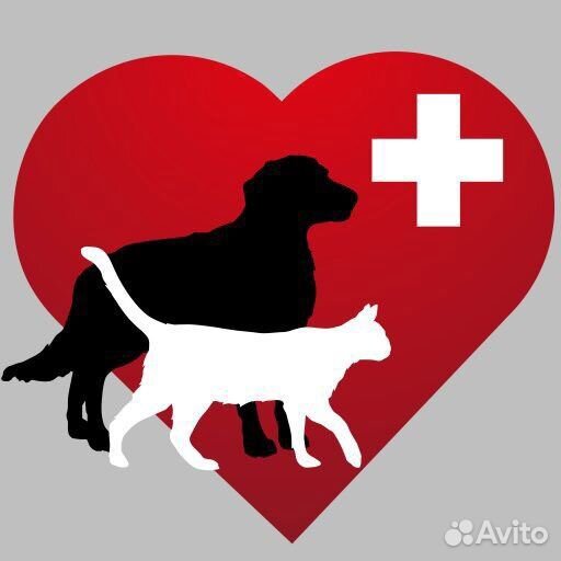 Ассистент ветеринарного врача