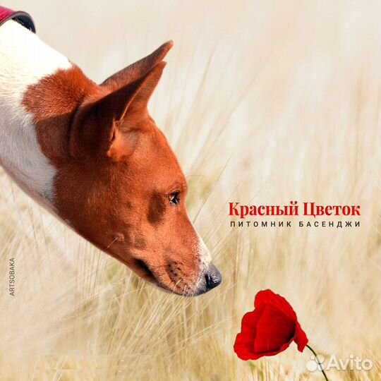Щенки басенджи для лучших хозяев