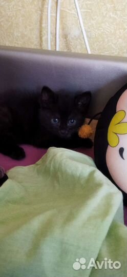 Котик в дар бесплатно