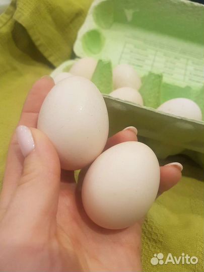 Сельхохозяйственная птица