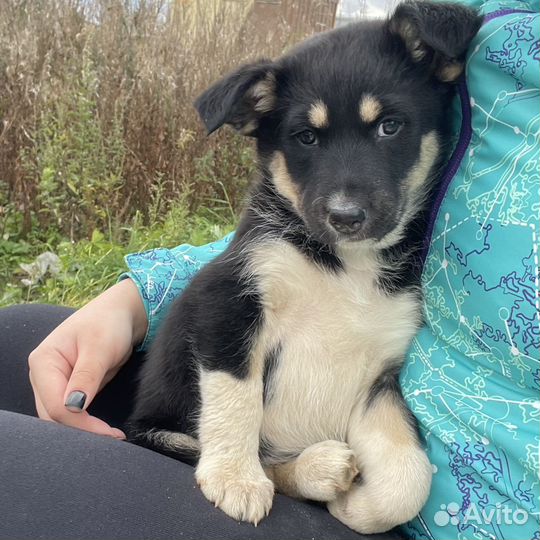 Щенки в добрые руки