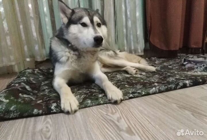 Подработка, Няня, Помощница