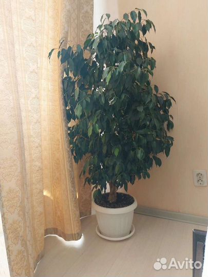 Фикус бенджамина большой