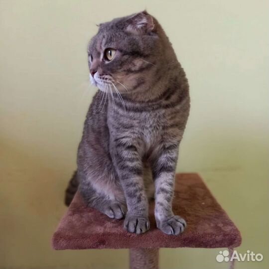 Шотландская вислоухая кошка бесплатно