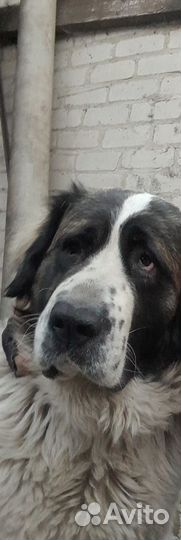 Московская сторожевая вязка нужна