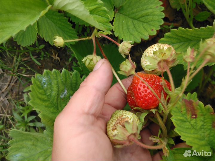 Продажа рассады клубники