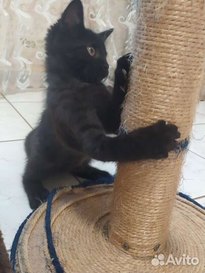 Котик в добрые руки