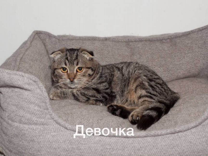 Кошка Сима ищет семью