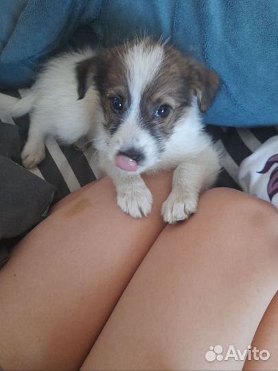 Отдаю щенка