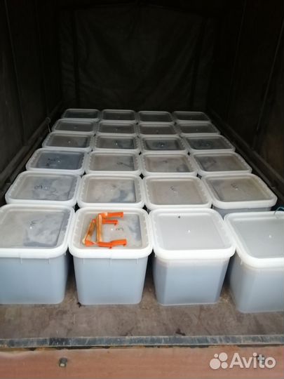 Мед алтайский гречишный