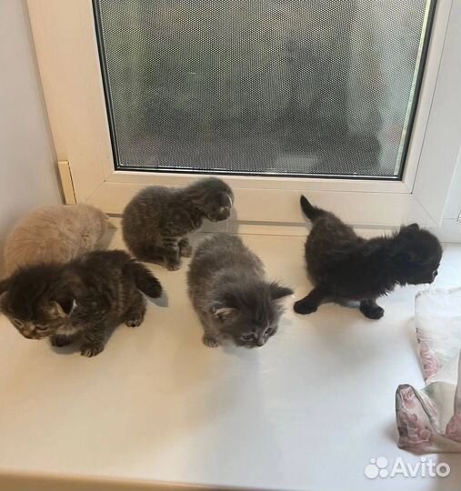 Котята сибирской кошки