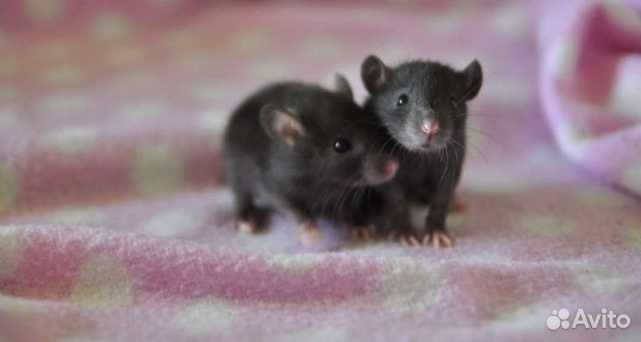 Крысята