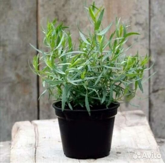 Эстрагон (тархун)