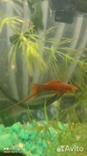 Аквариумные рыбки