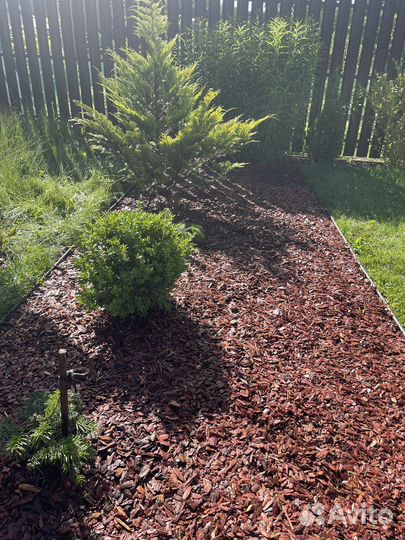 Кора лиственницы