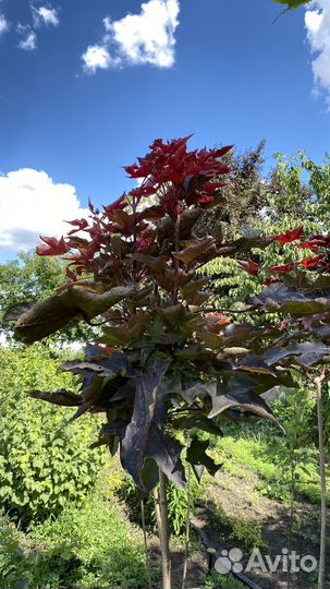 Декоративные кустарники