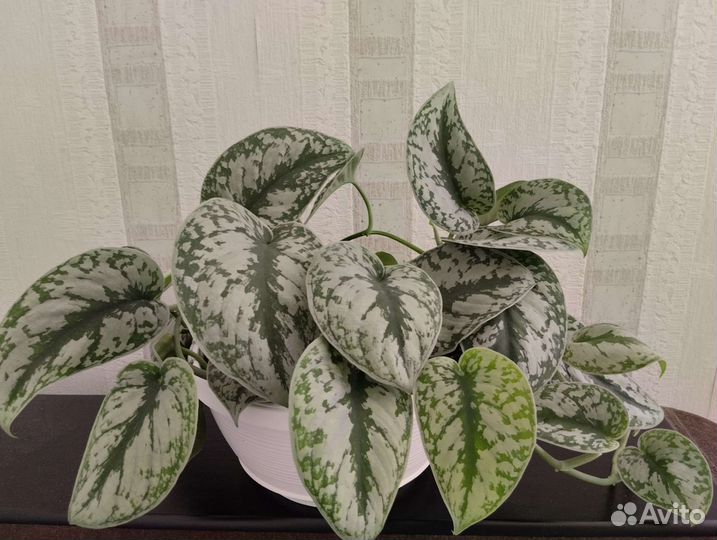 Ароидные. Scindapsus/Сциндапсусы, эпипремнумы