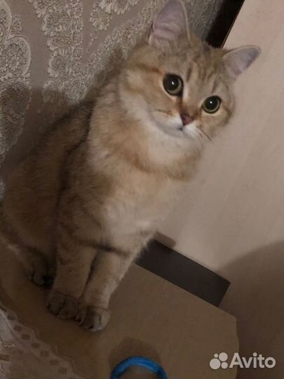 Британская золотая шиншилла