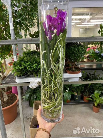 Орхидея ванда в стекле