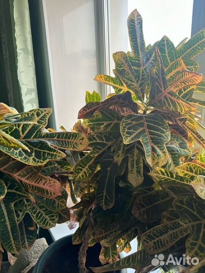 Кодиеум кротон