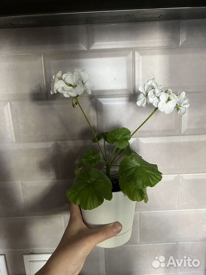 Пеларгония (герань) белая