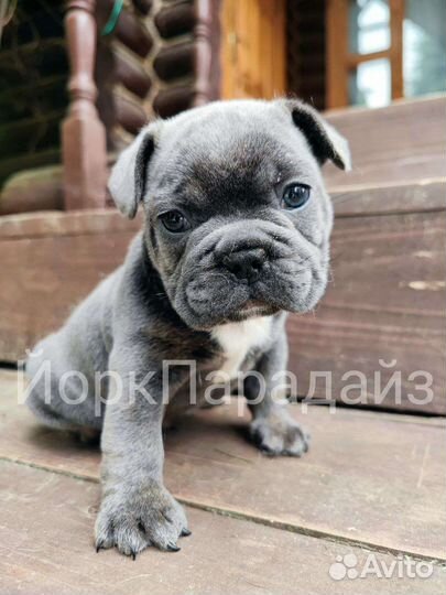 Французский бульдог голубой