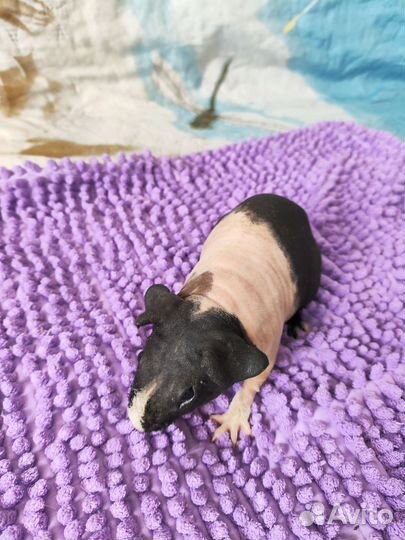 Морская свинка скинни