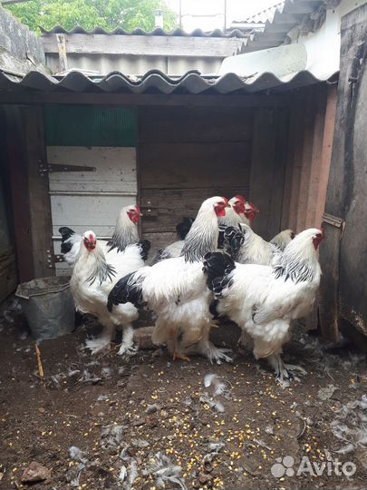 Петухи Брама