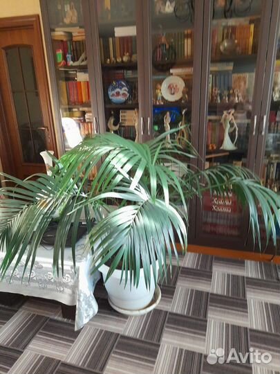 Комнатные растения цветы большие