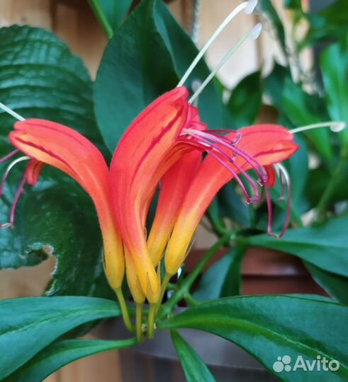 Комнатные цветы. Горшки, кашпо. Вазон