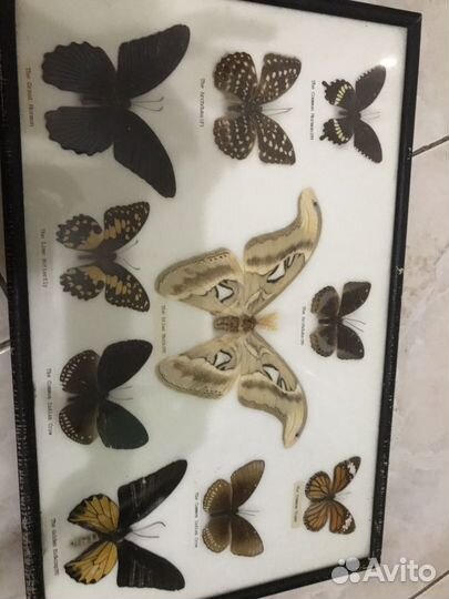 Панно из Бабочек Картина