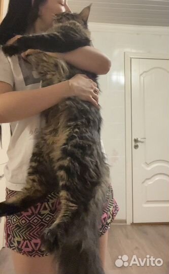 Мейн-кун вязка