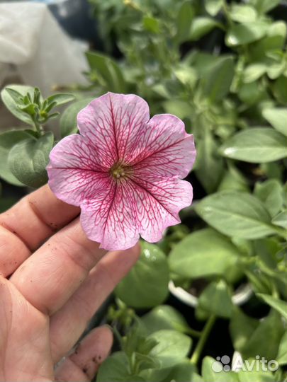 Петуния ампельная