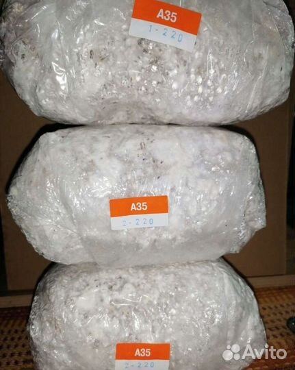 Мицелии грибов вешенка