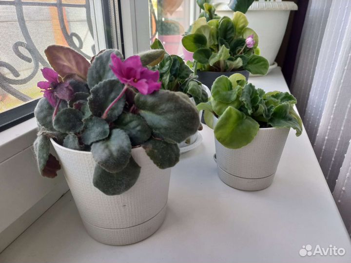 Фиалка цветок