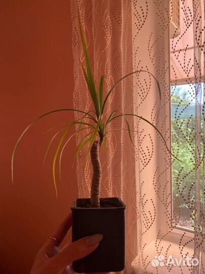 Пальма драцена