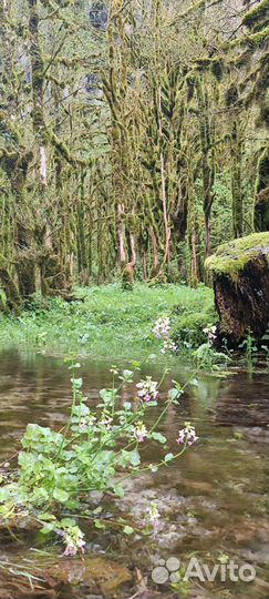 Жемчужины Абхазии. Тур на Инфинити