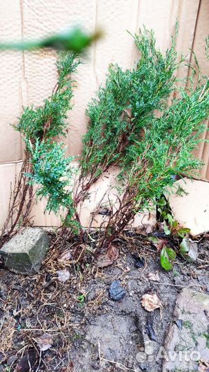 Можжевельник казацкий