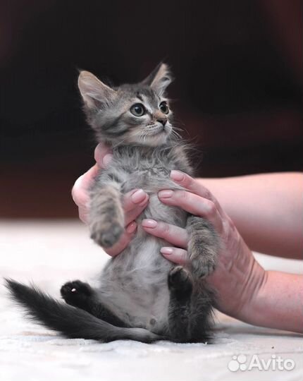 Котенок мальчик 2.5 мес