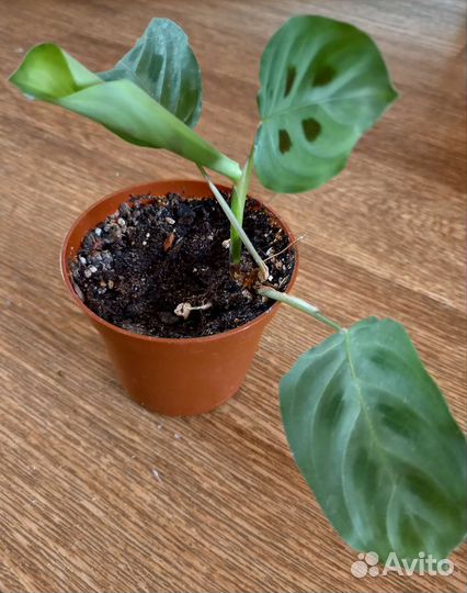 Маранта Керховена,пальма Хамедорея,Фатсия японская