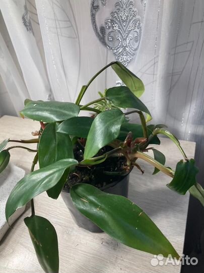 Комнатные растения цветы