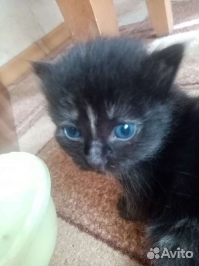 Котята в добрые руки бесплатно