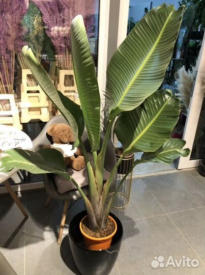 Стрелиция Николая Высота 130см под заказ