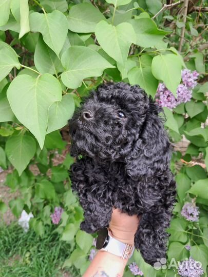 Щенки пуделя