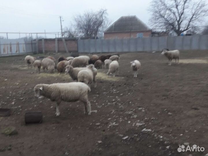 Овцы бараны