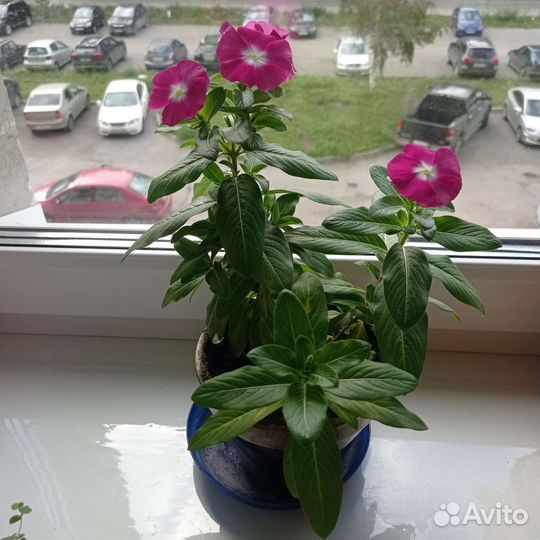 Катарантус