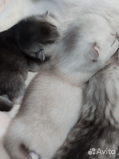 Шотландская шиншилла