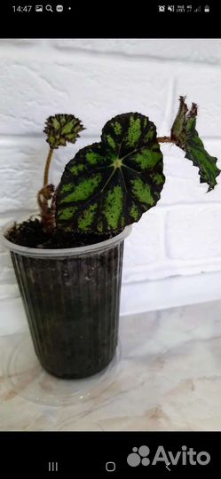 Хоя, филодендрон, бегония, замиокулькас