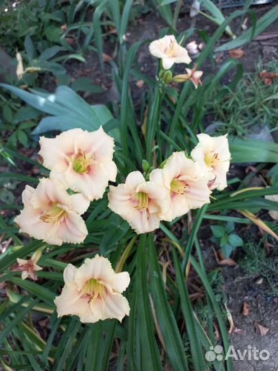 Лилейники сортовые